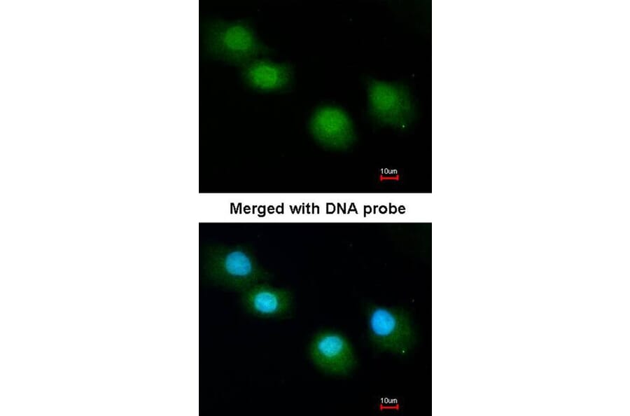 Immunofluorescence - Ubiquilin-1 antibody from Signalway Antibody (22885) - Antibodies.com