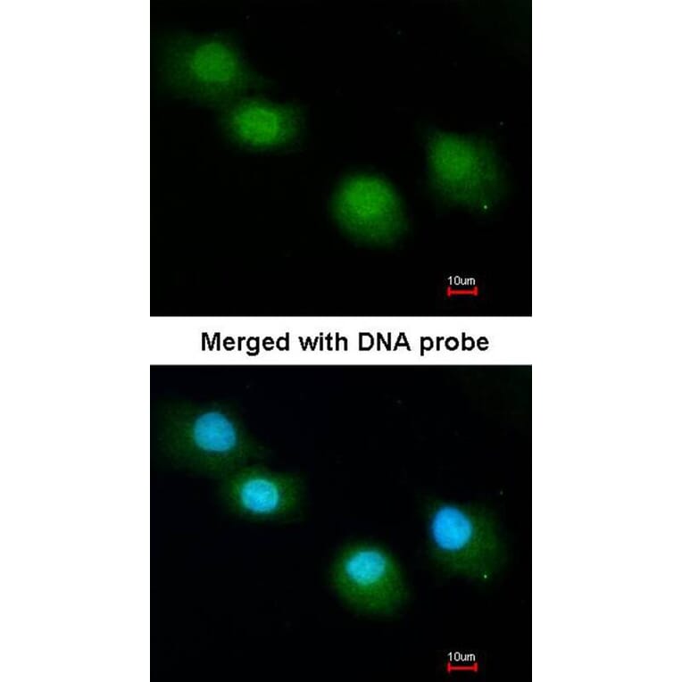 Immunofluorescence - Ubiquilin-1 antibody from Signalway Antibody (22885) - Antibodies.com