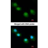 Immunofluorescence - Ubiquilin-1 antibody from Signalway Antibody (22885) - Antibodies.com