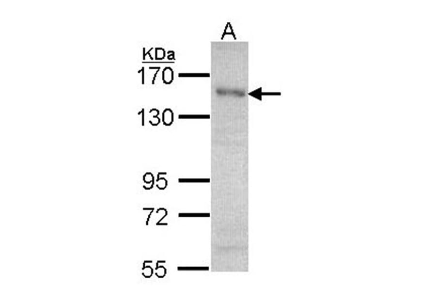 HET/ SAF B antibody from Signalway Antibody (22927) - Antibodies.com