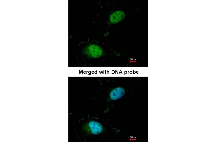 Immunofluorescence - HET/ SAF B antibody from Signalway Antibody (22927) - Antibodies.com