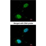 Immunofluorescence - HET/ SAF B antibody from Signalway Antibody (22927) - Antibodies.com