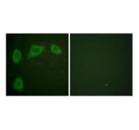 Immunofluorescence - Caveolin-1 Antibody from Signalway Antibody (33331) - Antibodies.com