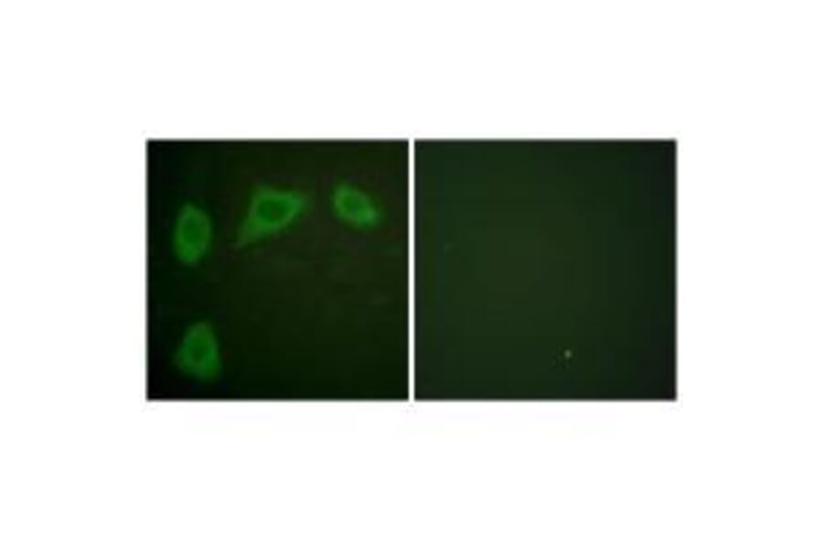 Immunofluorescence - Caveolin-1 Antibody from Signalway Antibody (33331) - Antibodies.com