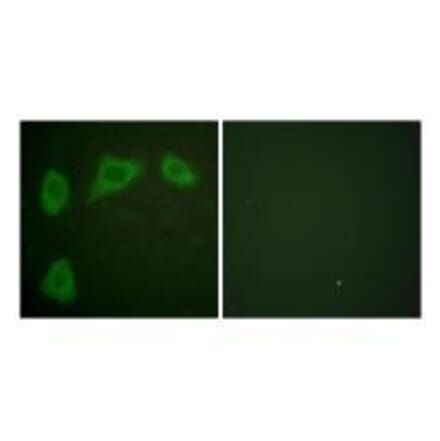Immunofluorescence - Caveolin-1 Antibody from Signalway Antibody (33331) - Antibodies.com