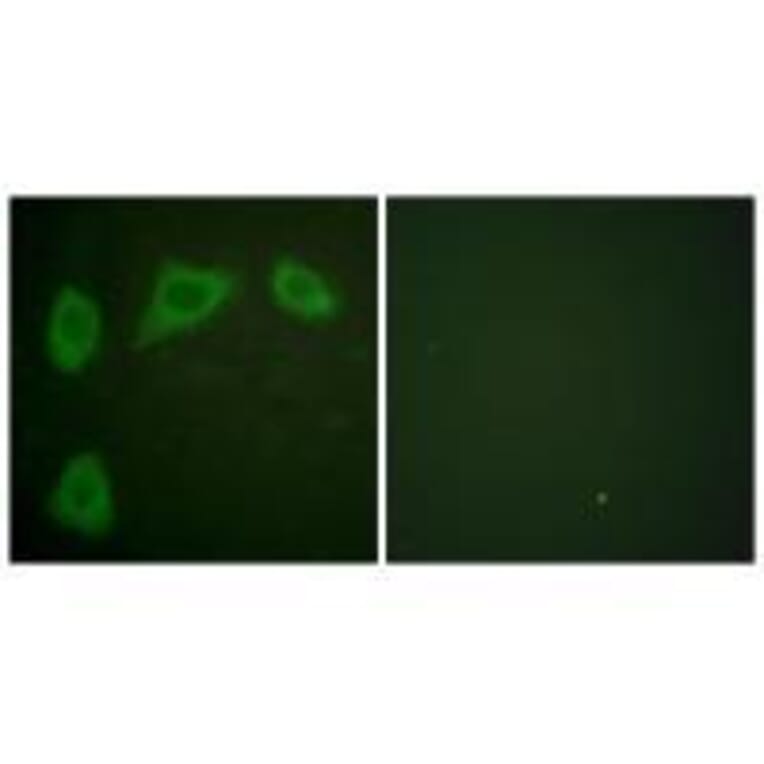 Immunofluorescence - Caveolin-1 Antibody from Signalway Antibody (33331) - Antibodies.com