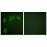 Immunofluorescence - Caveolin-1 Antibody from Signalway Antibody (33331) - Antibodies.com