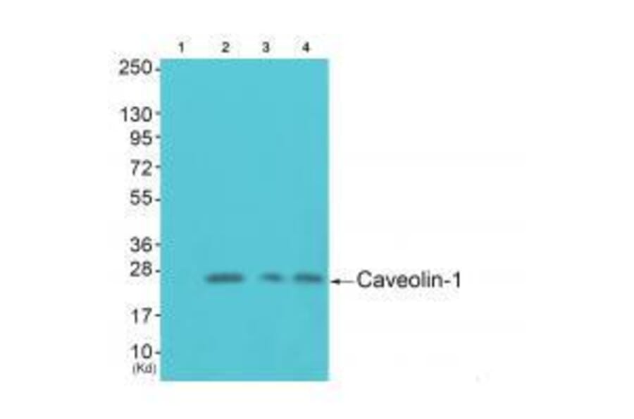 Western blot - Caveolin-1 Antibody from Signalway Antibody (33331) - Antibodies.com