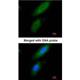 Immunofluorescence - Pyruvate Dehydrogenase E1 alpha antibody from Signalway Antibody (22804) - Antibodies.com