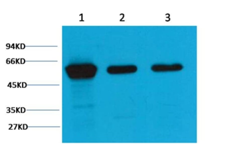 Western blot - Vimentin Mouse Monoclonal Antibody (1A7) from Signalway Antibody (38097) - Antibodies.com