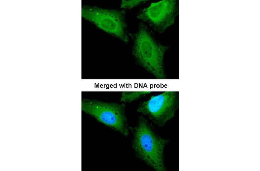 Immunofluorescence - CaMKK beta antibody from Signalway Antibody (22541) - Antibodies.com