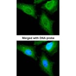 Immunofluorescence - CaMKK beta antibody from Signalway Antibody (22541) - Antibodies.com