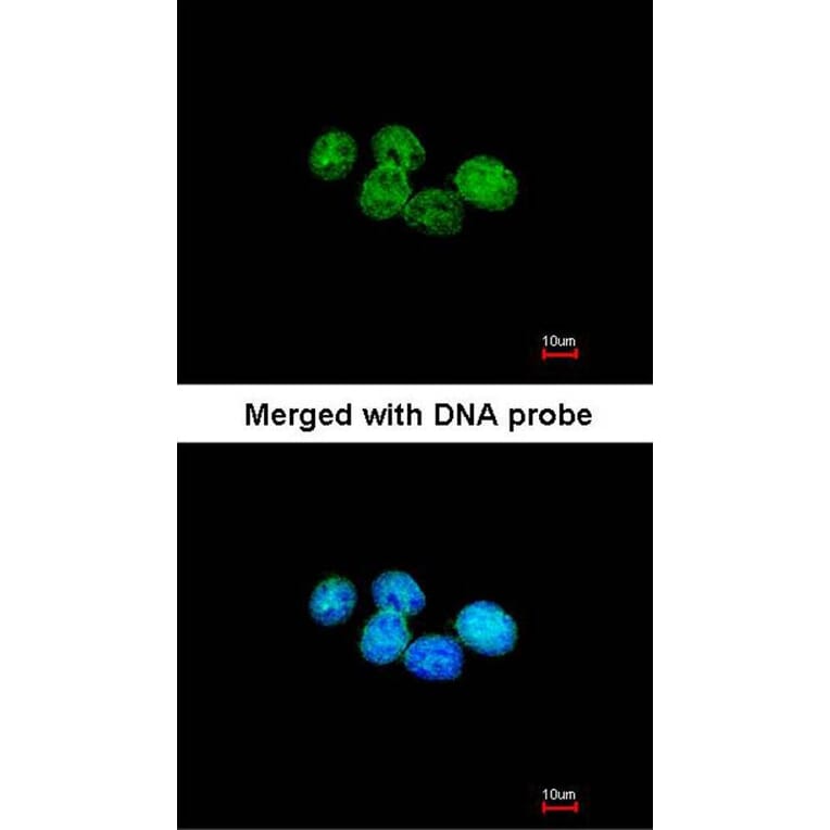 Immunofluorescence - ERCC8 (CSA) antibody from Signalway Antibody (22596) - Antibodies.com