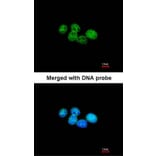 Immunofluorescence - ERCC8 (CSA) antibody from Signalway Antibody (22596) - Antibodies.com