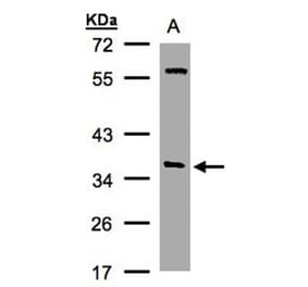 alpha SNAP antibody from Signalway Antibody (22791) - Antibodies.com