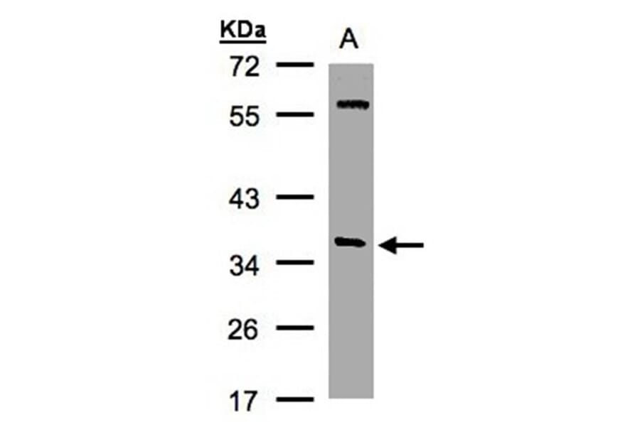 alpha SNAP antibody from Signalway Antibody (22791) - Antibodies.com