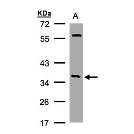 alpha SNAP antibody from Signalway Antibody (22791) - Antibodies.com