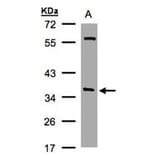 alpha SNAP antibody from Signalway Antibody (22791) - Antibodies.com