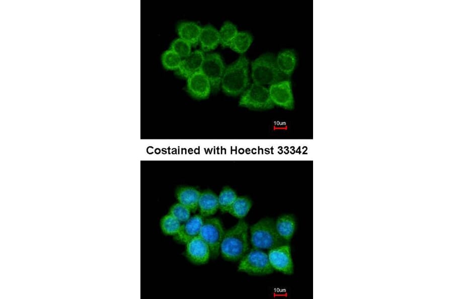 Immunofluorescence - alpha SNAP antibody from Signalway Antibody (22791) - Antibodies.com