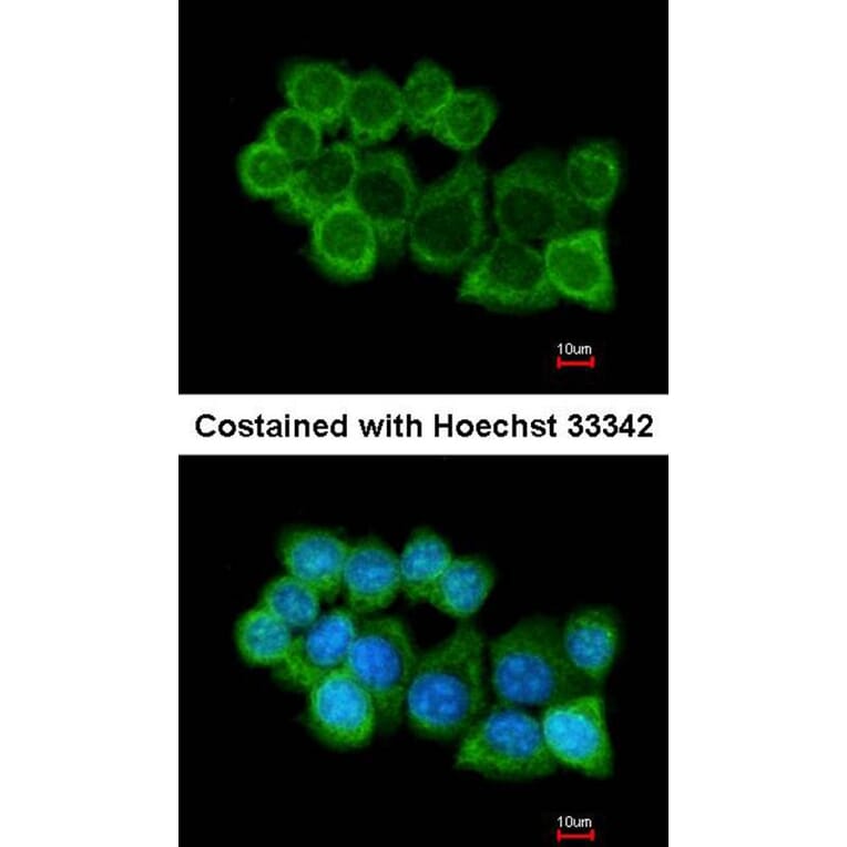 Immunofluorescence - alpha SNAP antibody from Signalway Antibody (22791) - Antibodies.com