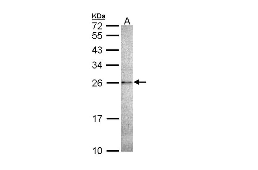 Caspase 14 antibody from Signalway Antibody (22909) - Antibodies.com
