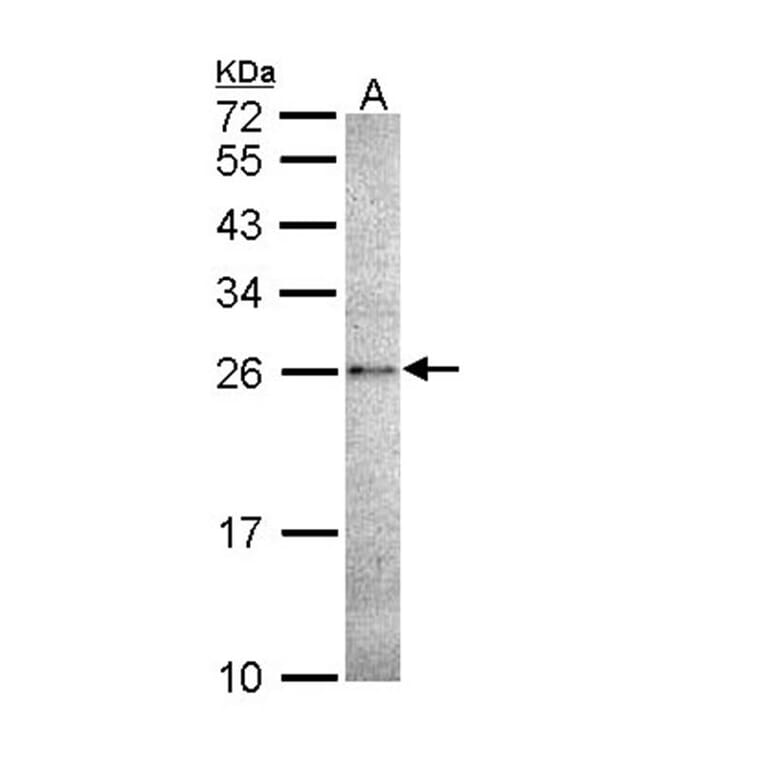 Caspase 14 antibody from Signalway Antibody (22909) - Antibodies.com