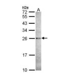 Caspase 14 antibody from Signalway Antibody (22909) - Antibodies.com