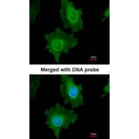 Immunofluorescence - Caspase 14 antibody from Signalway Antibody (22909) - Antibodies.com