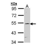 RBP-Jkappa antibody from Signalway Antibody (22930) - Antibodies.com