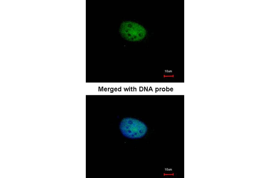 Immunofluorescence - RBP-Jkappa antibody from Signalway Antibody (22930) - Antibodies.com
