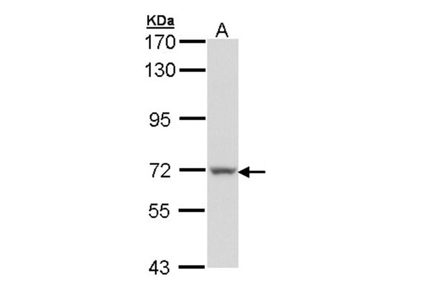 Protein S antibody from Signalway Antibody (22939) - Antibodies.com