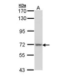 Protein S antibody from Signalway Antibody (22939) - Antibodies.com