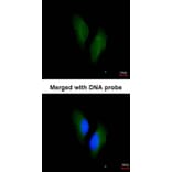 Immunofluorescence - Protein S antibody from Signalway Antibody (22939) - Antibodies.com