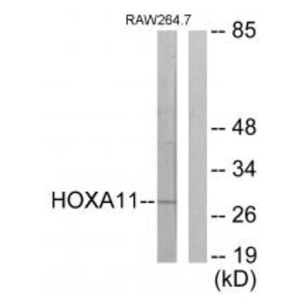 Western blot - HOXA11/D11 Antibody from Signalway Antibody (34739) - Antibodies.com