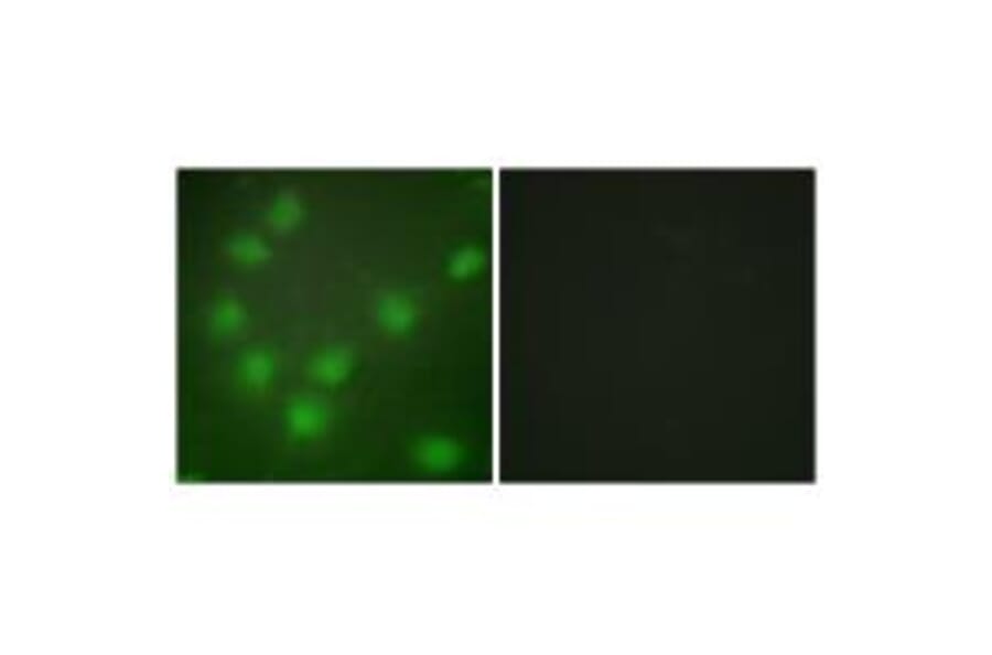 Immunofluorescence - HOXA11/D11 Antibody from Signalway Antibody (34739) - Antibodies.com