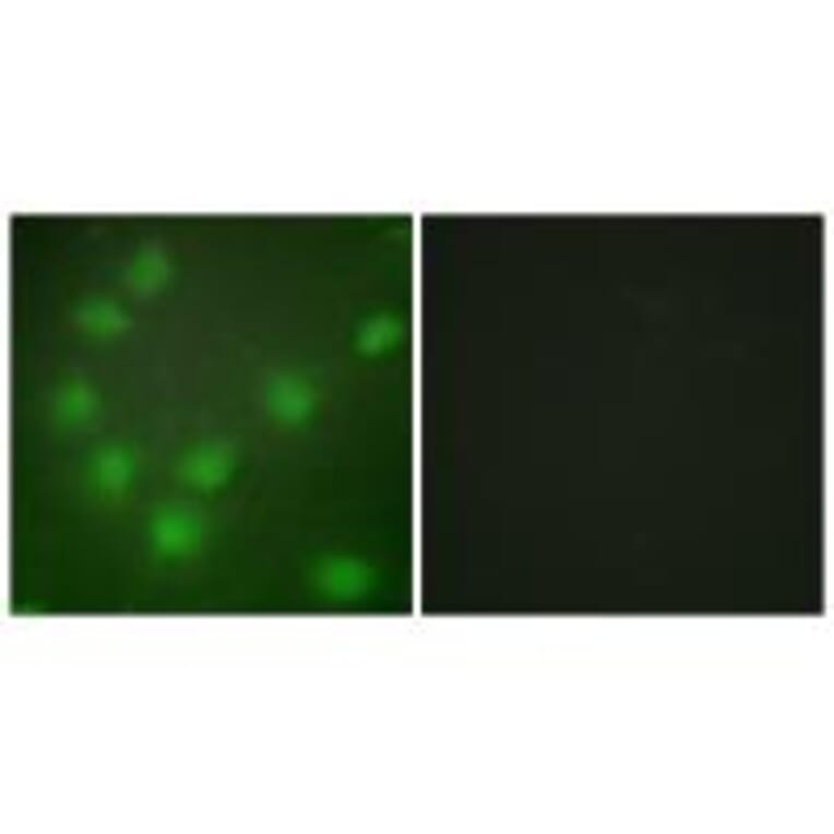 Immunofluorescence - HOXA11/D11 Antibody from Signalway Antibody (34739) - Antibodies.com