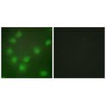 Immunofluorescence - HOXA11/D11 Antibody from Signalway Antibody (34739) - Antibodies.com