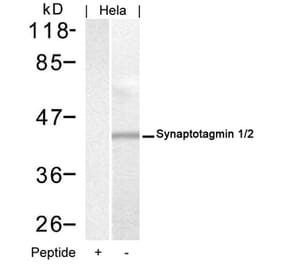 Western blot - Synaptotagmin 1/2 (Ab-202/199) Antibody from Signalway Antibody (21293) - Antibodies.com