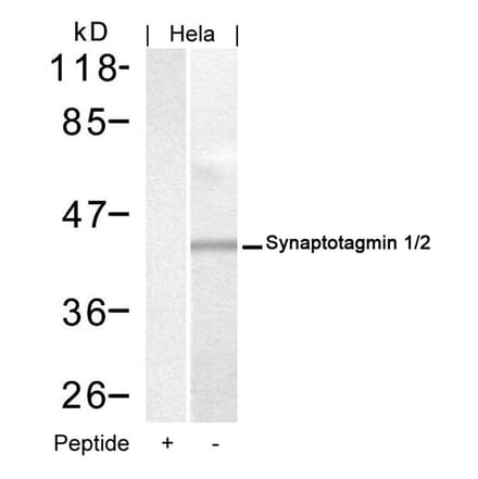 Western blot - Synaptotagmin 1/2 (Ab-202/199) Antibody from Signalway Antibody (21293) - Antibodies.com