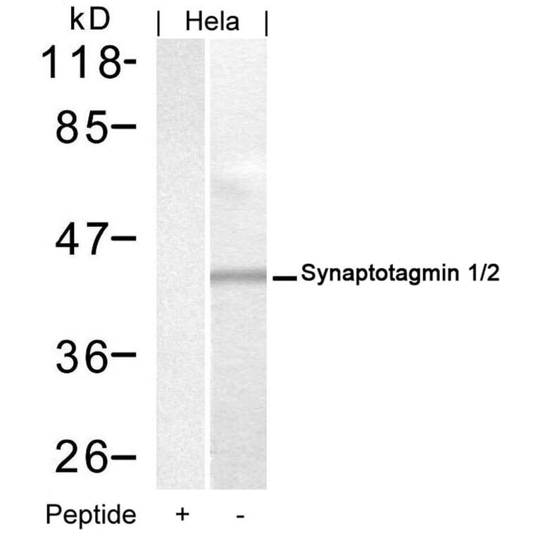 Western blot - Synaptotagmin 1/2 (Ab-202/199) Antibody from Signalway Antibody (21293) - Antibodies.com