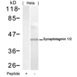 Western blot - Synaptotagmin 1/2 (Ab-202/199) Antibody from Signalway Antibody (21293) - Antibodies.com