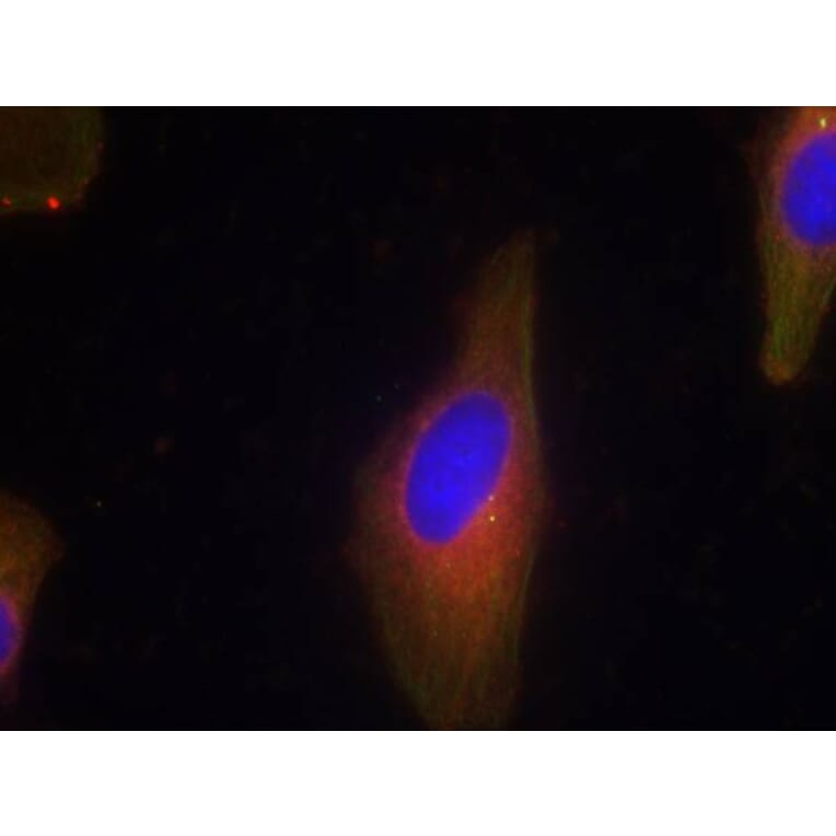 Immunofluorescence - Synaptotagmin 1/2 (Ab-202/199) Antibody from Signalway Antibody (21293) - Antibodies.com