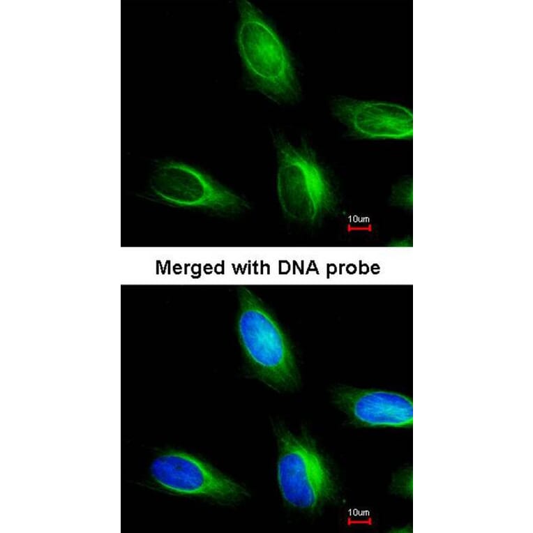 Immunofluorescence - myotubularin related protein 4 antibody from Signalway Antibody (22916) - Antibodies.com
