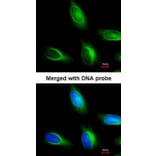 Immunofluorescence - myotubularin related protein 4 antibody from Signalway Antibody (22916) - Antibodies.com