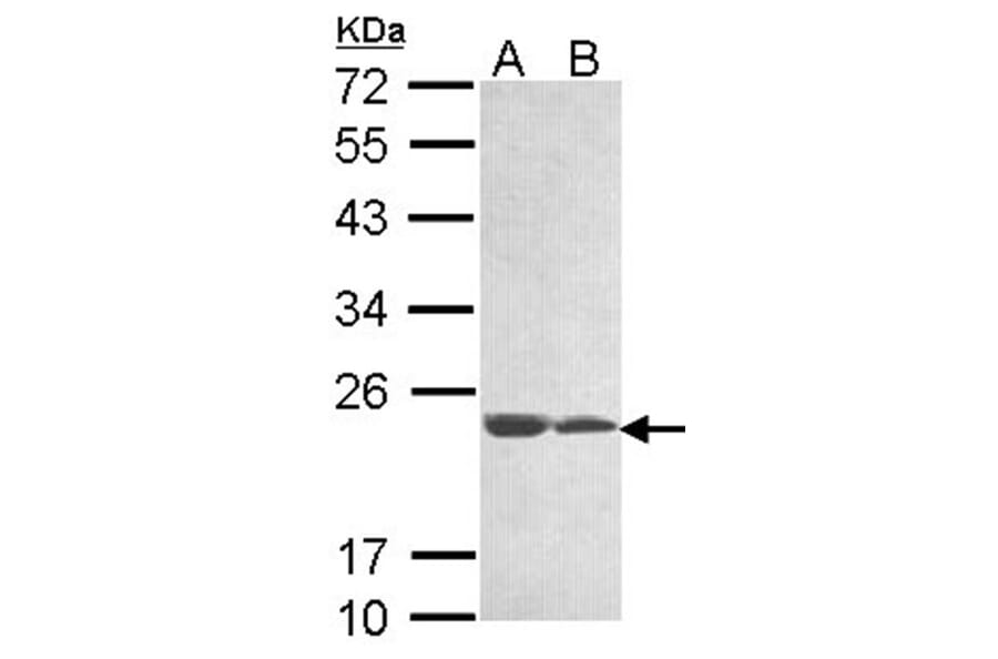 hypothetical protein LOC283129 antibody from Signalway Antibody (23180) - Antibodies.com