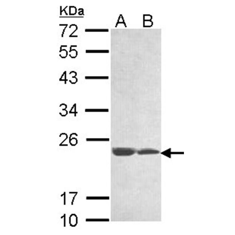hypothetical protein LOC283129 antibody from Signalway Antibody (23180) - Antibodies.com