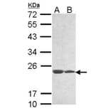 hypothetical protein LOC283129 antibody from Signalway Antibody (23180) - Antibodies.com