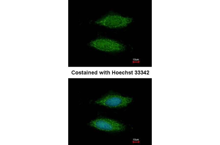 Immunofluorescence - hypothetical protein LOC283129 antibody from Signalway Antibody (23180) - Antibodies.com