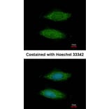 Immunofluorescence - hypothetical protein LOC283129 antibody from Signalway Antibody (23180) - Antibodies.com