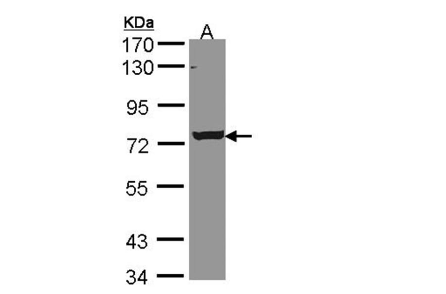 LOC169436 antibody from Signalway Antibody (22146) - Antibodies.com